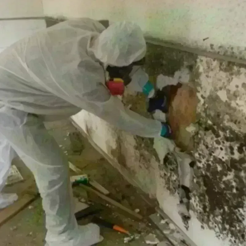 Mold Remediation and Removal in Howard County, NE